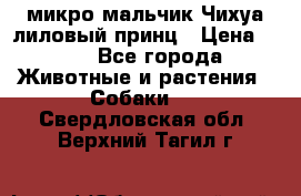 микро мальчик Чихуа лиловый принц › Цена ­ 90 - Все города Животные и растения » Собаки   . Свердловская обл.,Верхний Тагил г.